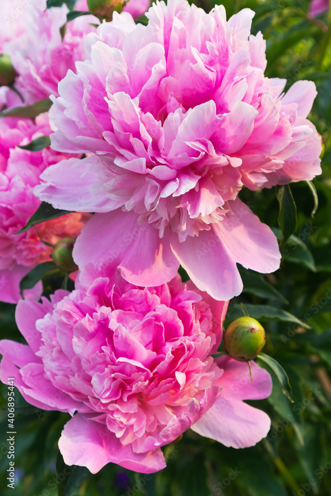 Close-up view on beautiful blooming pink peonies in the sunset light. Gentle congratulations on the holiday. Natural spring background. Gardening and growing flowers as a hobby