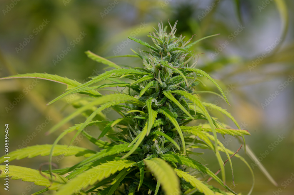 Beautiful marijuana plant growth in the indoor farm.Cannabis commercial growing in the greenhouse.Natural plant herb pharmaceutical production for alternative medicine concept.