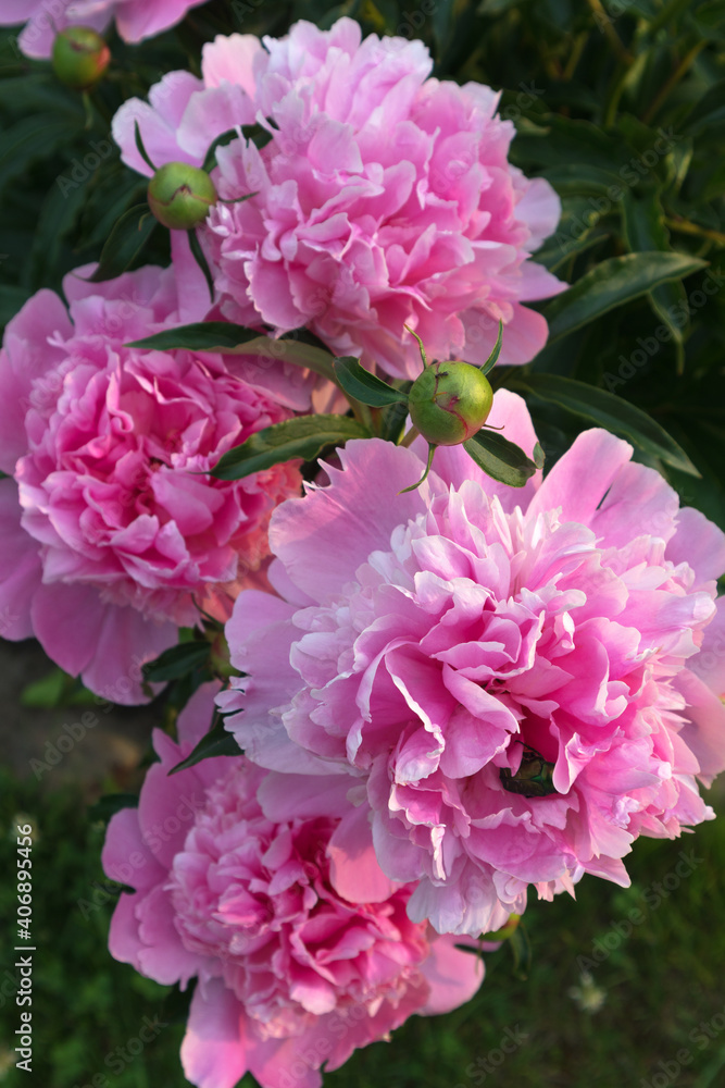 Beautiful blooming pink peonies in the sunset light. Gentle congratulations on the holiday. Natural spring background. Gardening and growing flowers as a hobby