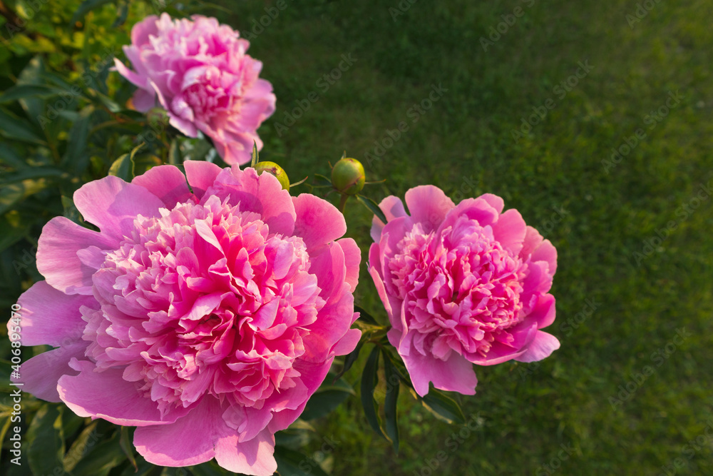 Beautiful pink fresh peonies in a spring garden at sunset light on a background of a green lawn. Gentle congratulations on the holiday. Natural floral background. Close-up, top view, copy space