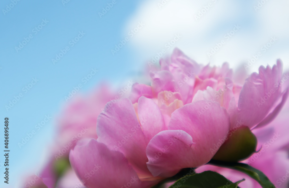 Blurred delicate natural floral background with petals of pink fresh peonies in the spring garden against the blue sky. Sincere congratulations on the holiday. Free space for text