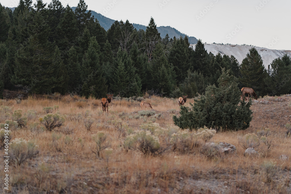 deers in the fields