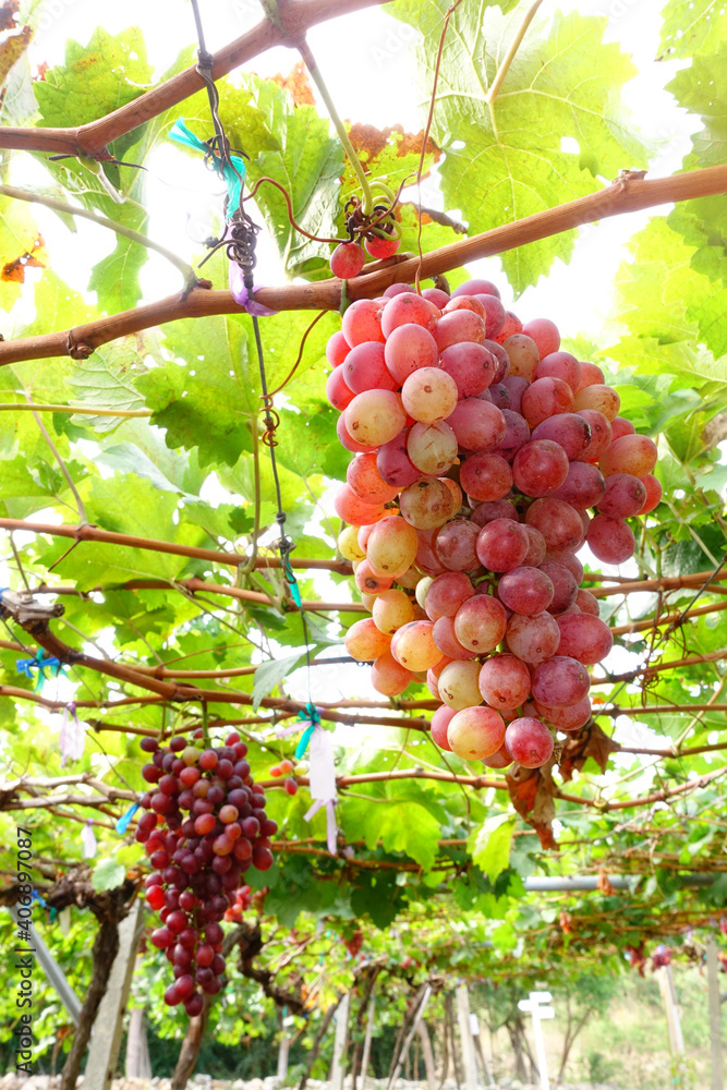 Red ripe grapes in the garden 