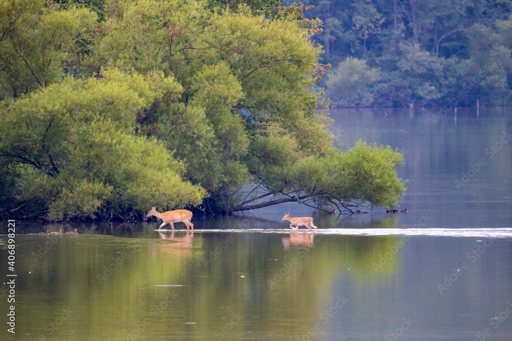 Doe and Fawn in Lake