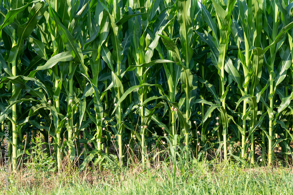 Obraz premium Green Corn Field