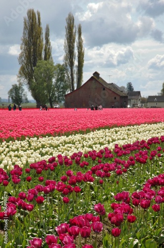Field of purple, white and pink tulips on the cloudy day in spring. Mt. Vernon, Washington state, USA