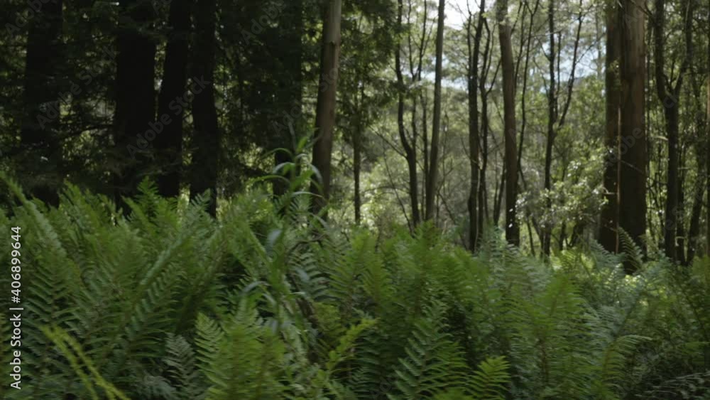 Slow pan on fern bushes closeup in wooded forest Slow pan on fern bushes closeup in wooded forest
