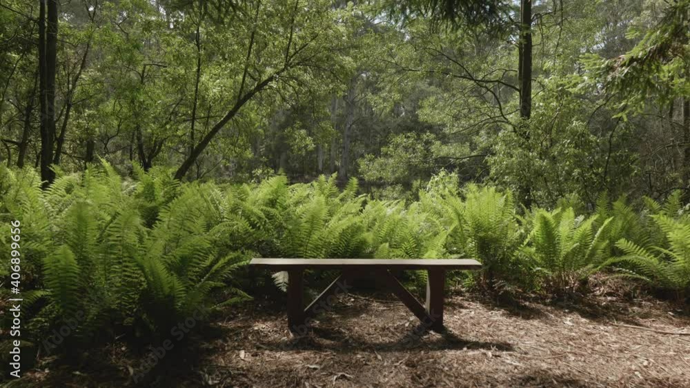 Push in on empty bench near fern bushes in forest Push in on empty bench near fern bushes in forest