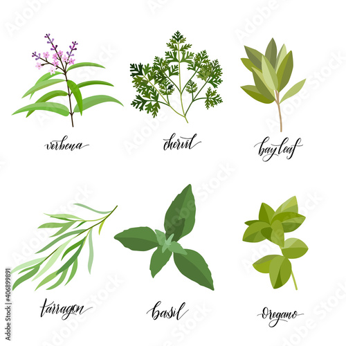 Popular Culinary Herbs and spices big set. Isolated objects. Vector flat illustration. For health care, store, cosmetics, health care, food design