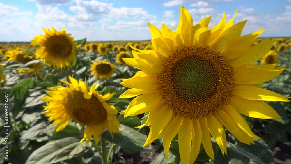 Close-up slow motion scenic yellow round flowers sunflowers beautiful natural landscape. Sunny abstract rural farm field details. Happy plants plantation. Enjoy life, be positive. Farm products grow Close-up slow motion scenic yellow round flowers sunflowers beautiful natural landscape. Sunny abstract rural farm field details. Happy plants plantation. Enjoy life, be positive. Farm products grow