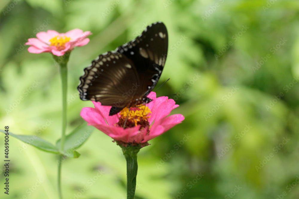 Fototapeta premium close up of butterfly on pink flower in the garden
