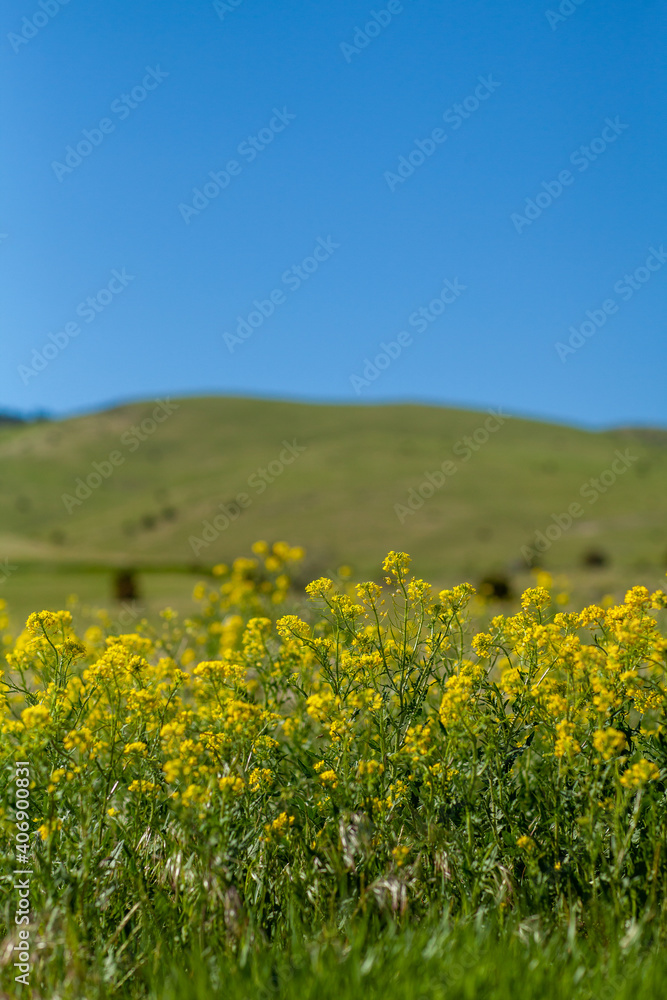 field of flowers yellow mountains