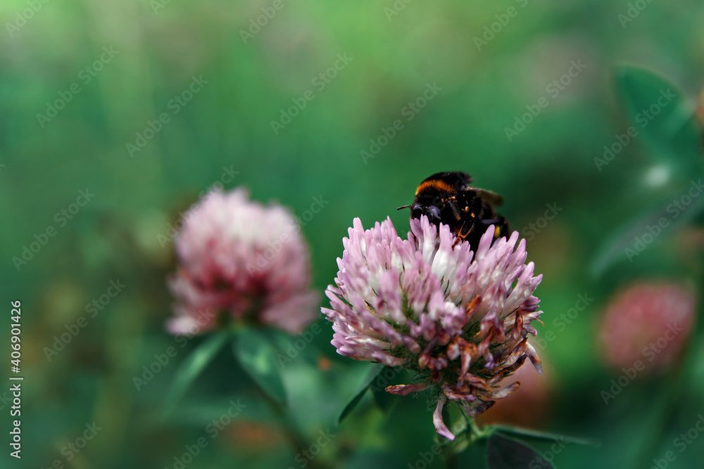 Shaggy bumblebee collects nectar from pink clover flower Shaggy bumblebee collects nectar from pink clover flower