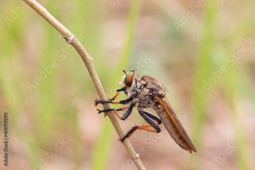 macro of a robberfly photo