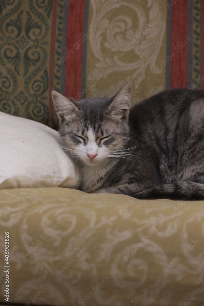 cute cat sleeps on the sofa cute cat sleeps on the sofa