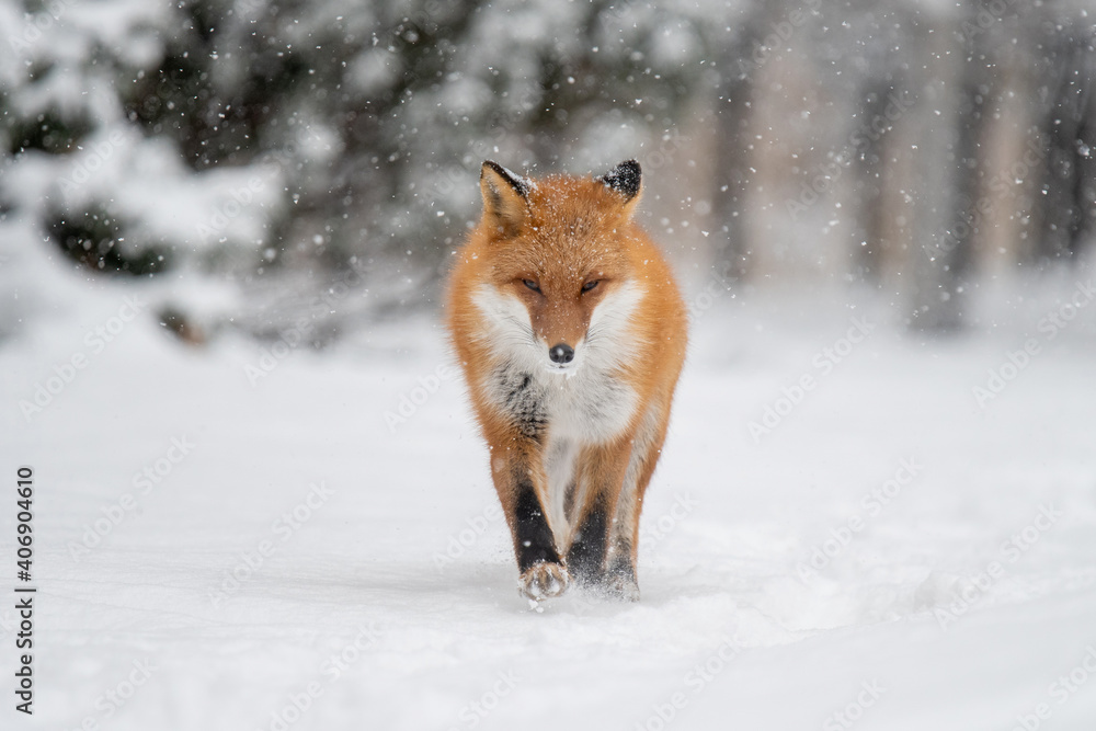 Fototapeta premium 雪の日のキタキツネ