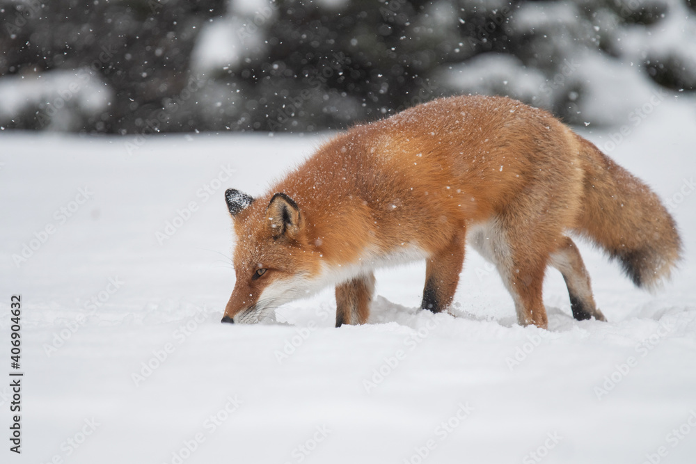 雪の日のキタキツネ 雪の日のキタキツネ