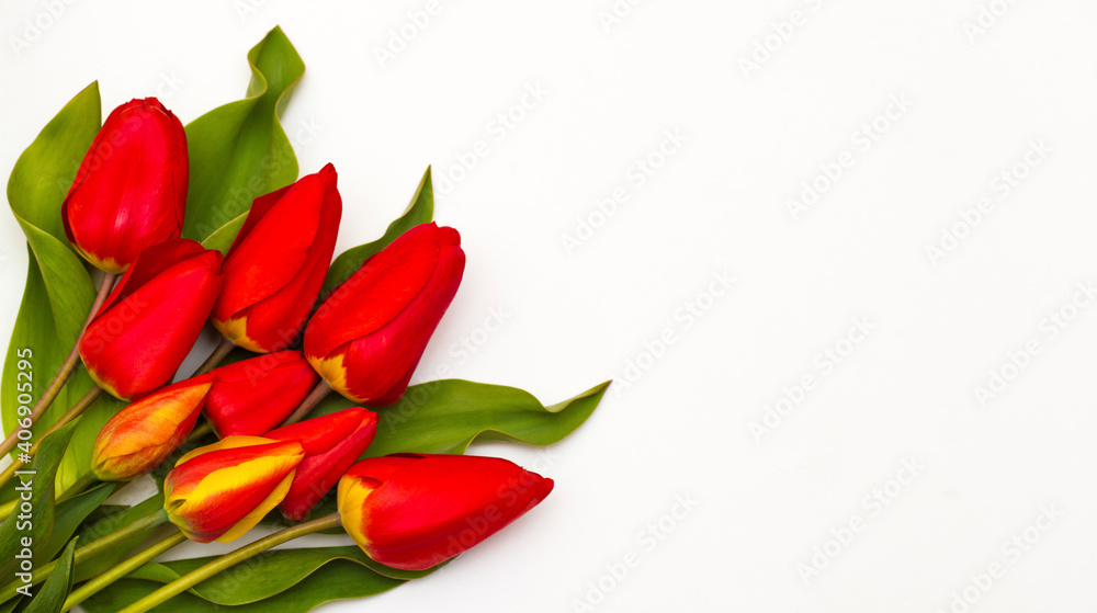 A bouquet of tulips on a white background. Place for text, congratulations, advertising. A bouquet of tulips on a white background. Place for text, congratulations, advertising.