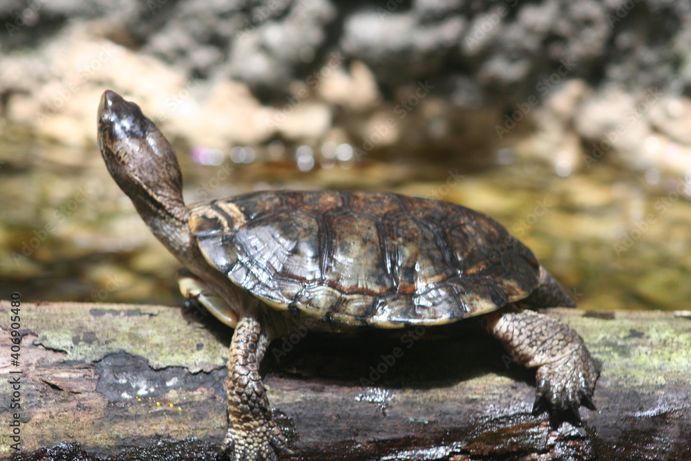 Fototapeta premium turtle on a log