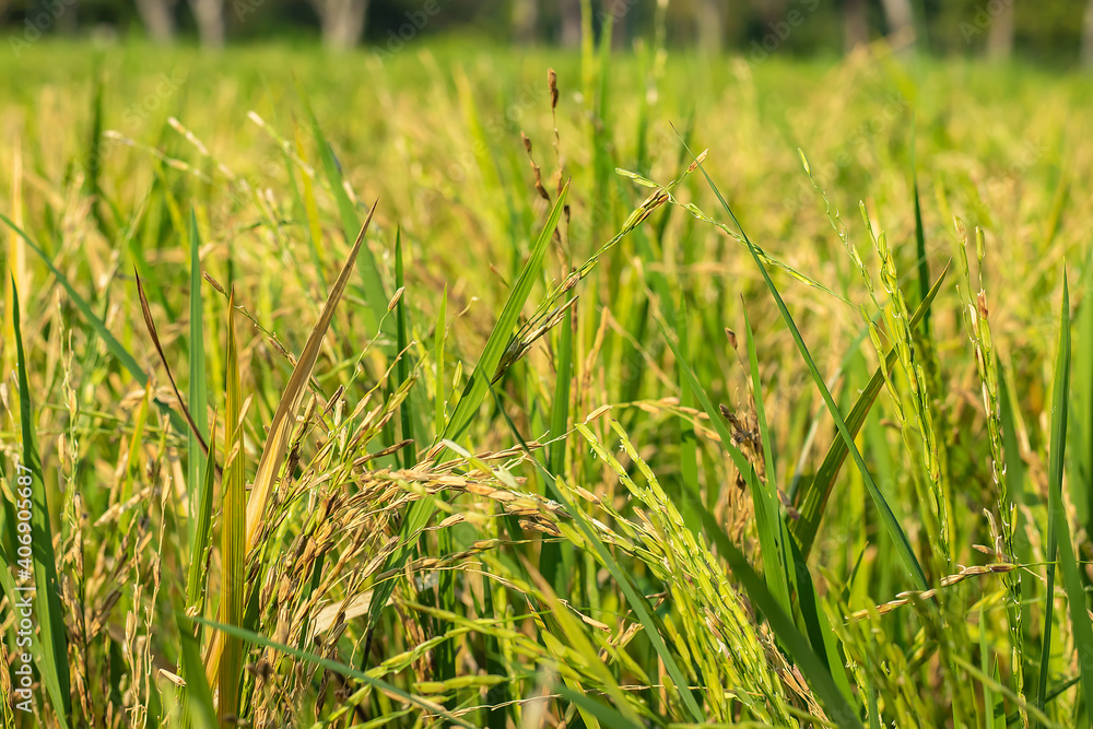 Close up of yellow green paddy rice field. Close up of yellow green paddy rice field.
