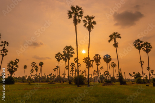 Paddy rice plantation field in evening sunset with sugar palm tree rural village of Thailand.