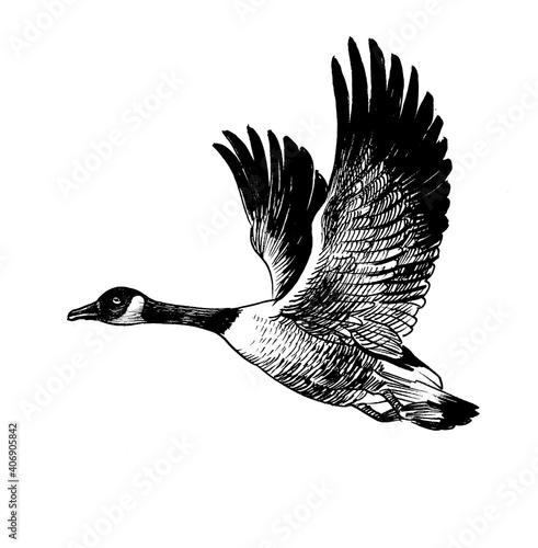 Flying wild Canadian goose bird. Ink black and white drawing