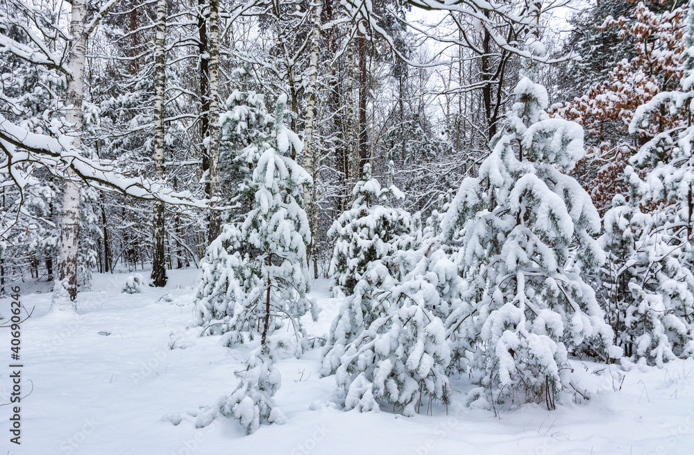 Winter forest. Snow covered trees. Beautiful nature. Winter forest. Snow covered trees. Beautiful nature.