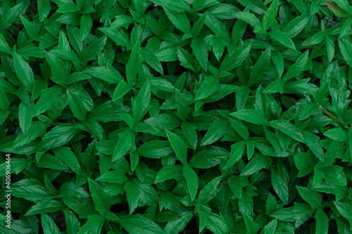 Beautiful nature  green leaves pattern background.