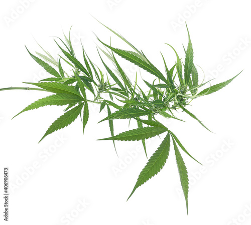 Female Cannabis leaf and flower  Marijuana flower isolated on white background with clipping path