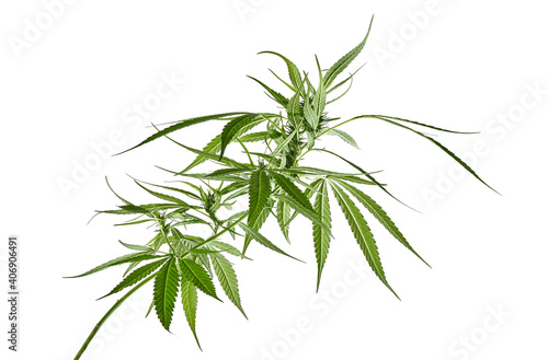 Female Cannabis leaf and flower, Marijuana flower isolated on white background with clipping path