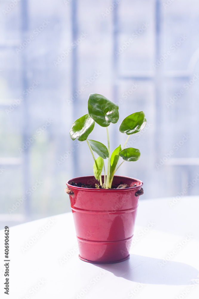 growing plant in a pot growing plant in a pot