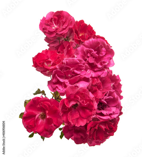 Red rose flowers, Blooming rose isolated on white background, with clipping path