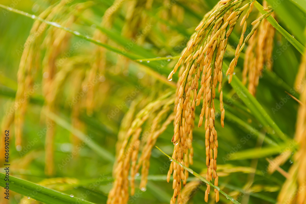 Close up of yellow green paddy rice field.