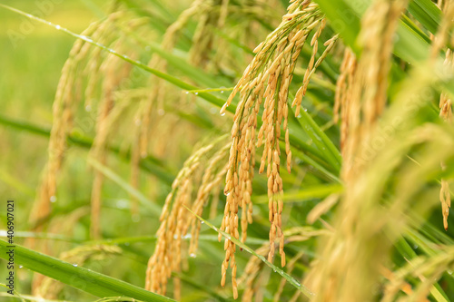 Close up of yellow rice field at north Thailand.
