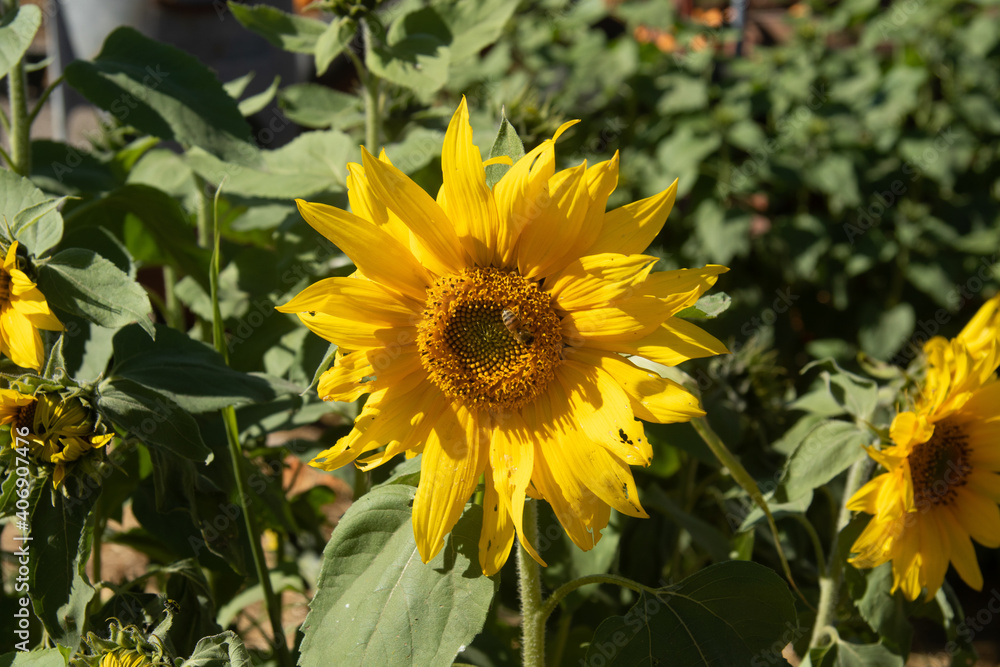 Naklejka premium Sunflower with bee