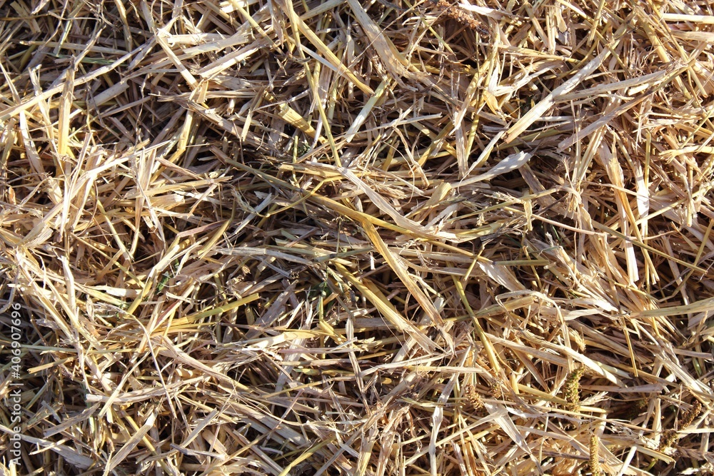 Background and texture of aged dry straw Background and texture of aged dry straw