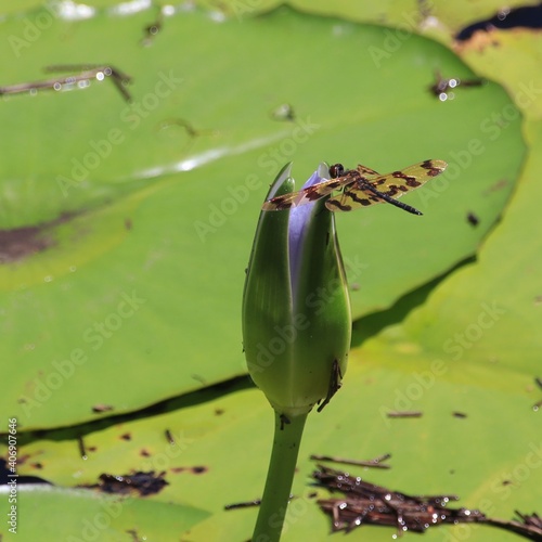 Colourful Florescent dragon fly sitting on a water lilli dragonfly   photo