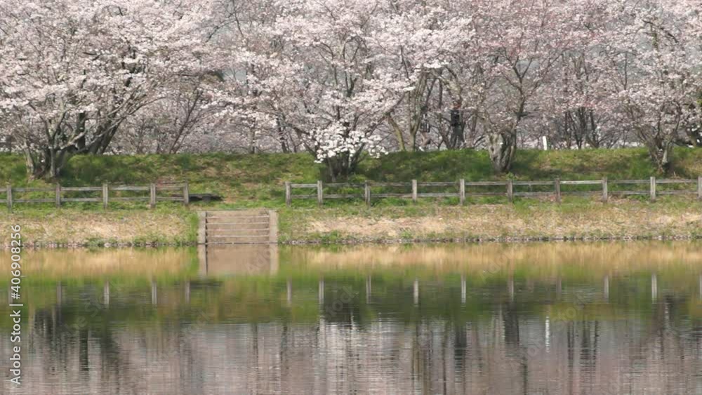 立岡自然公園の桜
