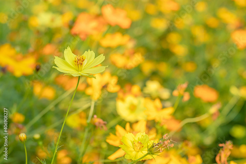 Yellow cosmos flowers blooming in the garden.