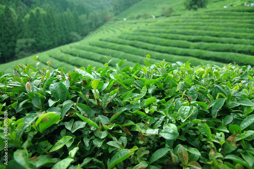 Fresh green tea field photo