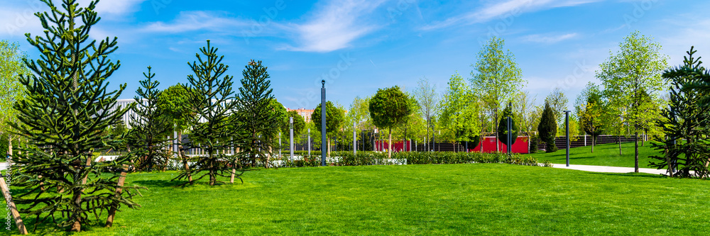 Obraz premium Branch of Araucaria araucana, Monkey puzzle tree, Monkey tail tree, or Chilean pine. It is an evergreen tree, the hardiest species in the conifer genus Araucaria, family Araucariaceae