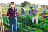 Hispanic female gardener in protective face mask working in vegetable garden in springtime. Concept of viral infection prevention or dust protection