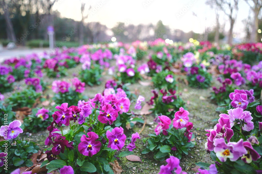 Pansy Pansy