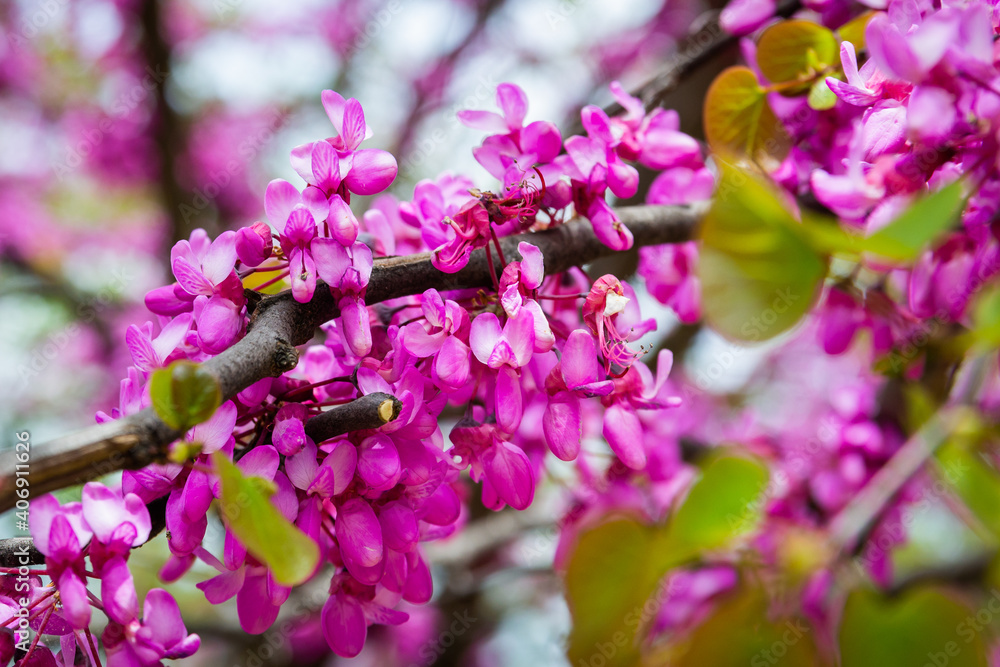 Close up of violet blossoming Cercis siliquastrum plant at Caucasus area Close up of violet blossoming Cercis siliquastrum plant at Caucasus area