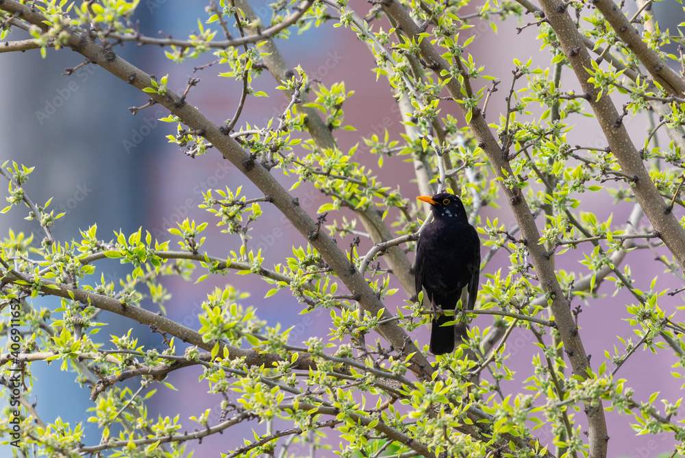 One of the most familiar birds in parks and gardens of Europe, the common blackbird One of the most familiar birds in parks and gardens of Europe, the common blackbird
