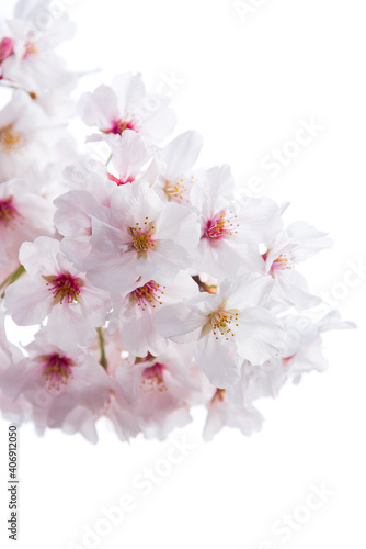 白バックの桜の花のクローズアップ