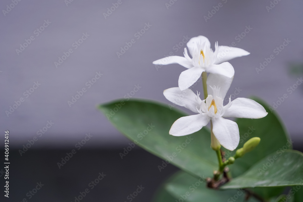 Obraz premium close up of a white flower