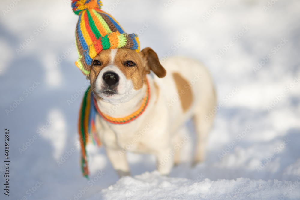 Jack Russell dog on the snow Jack Russell dog on the snow
