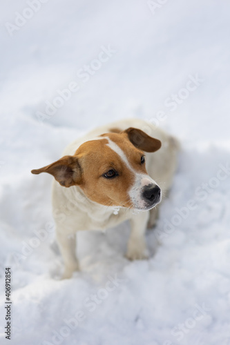 Jack Russell dog on the snow