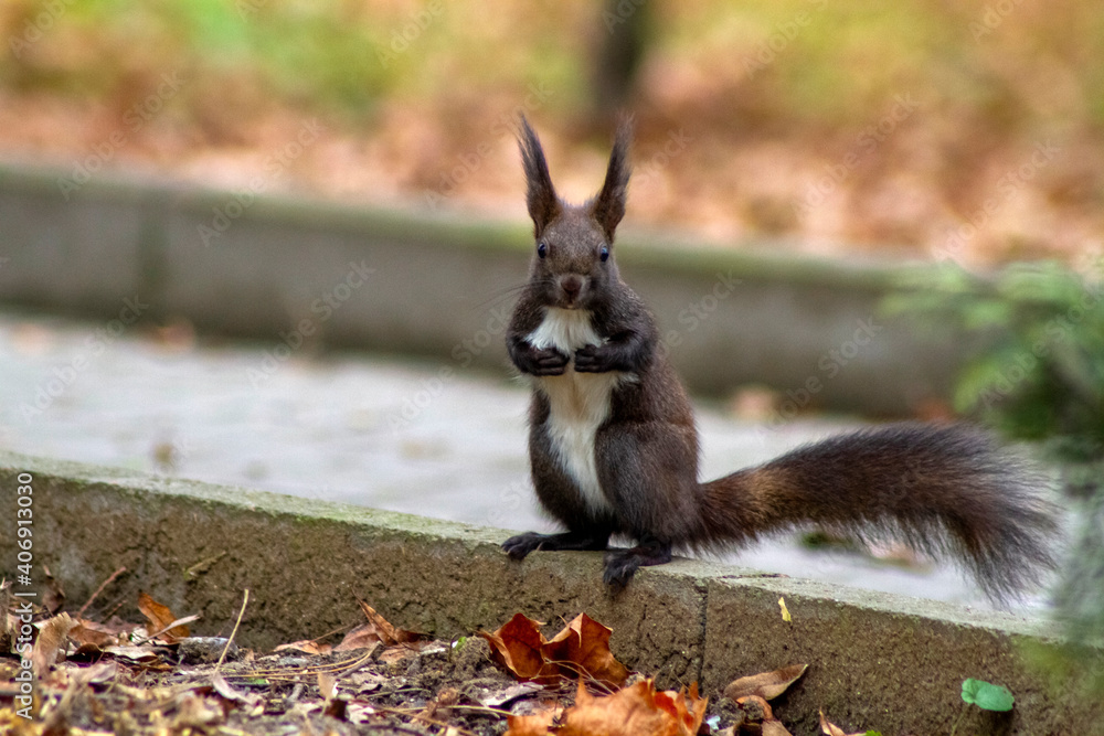 squirrel in the park squirrel in the park